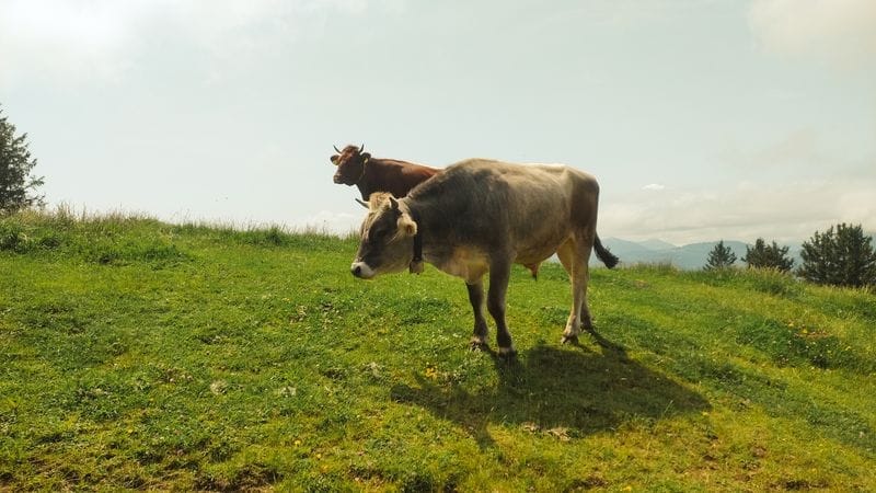 Travel_café_Schafberg